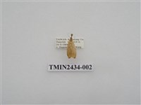 藏品(雙線苔蛾)的圖片